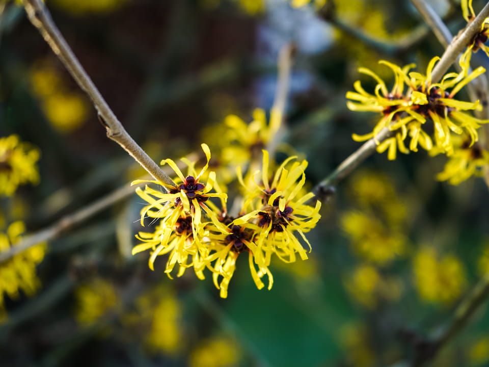 Blüte des Monats