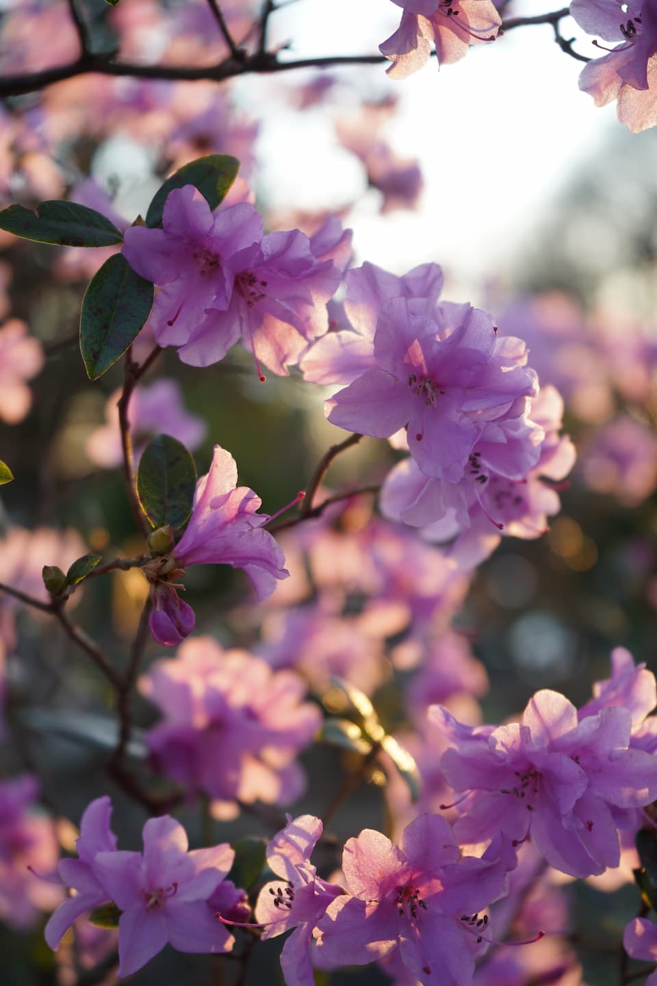 Blüte des Monats