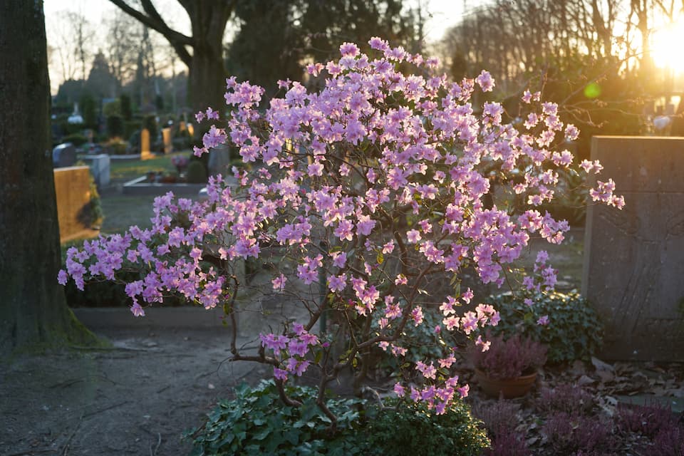 Blüte des Monats