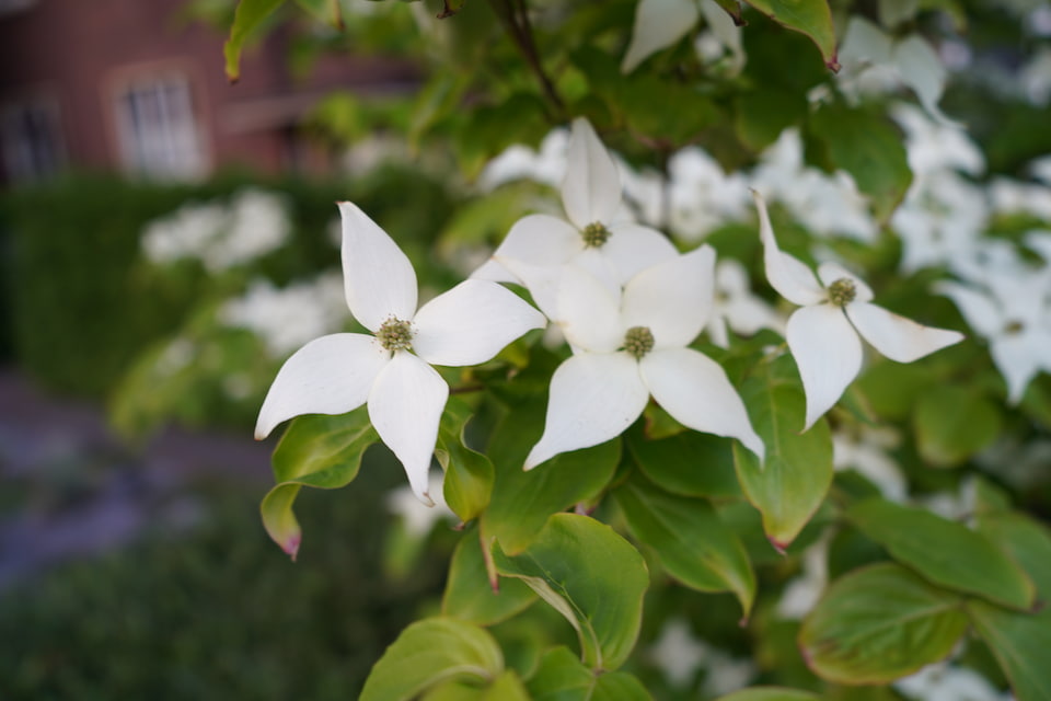 Blüte des Monats