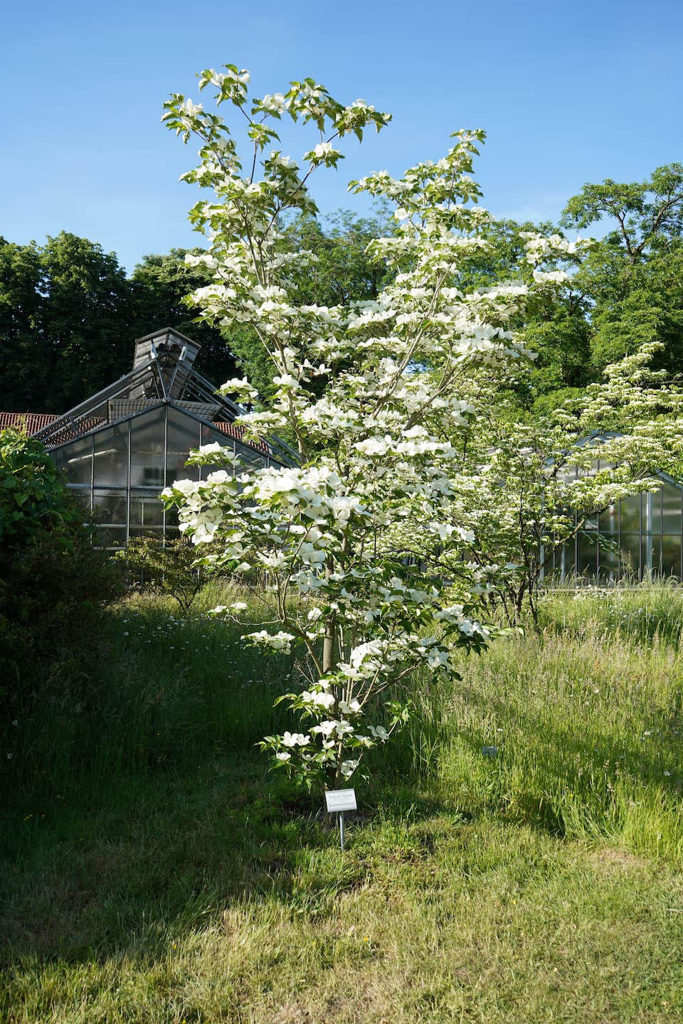 Blüte des Monats