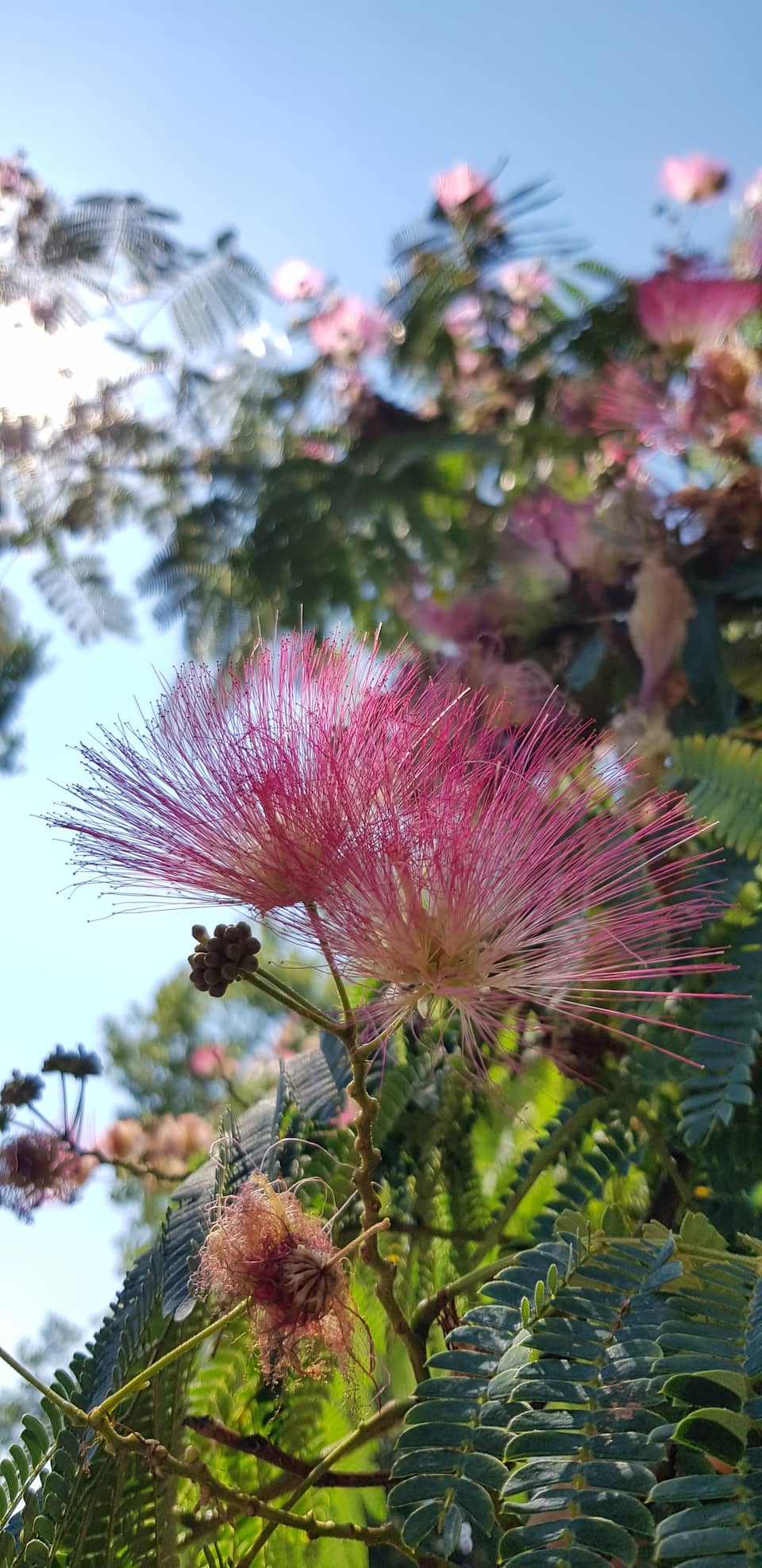 Blüte des Monats