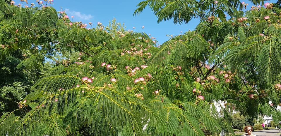 Blüte des Monats