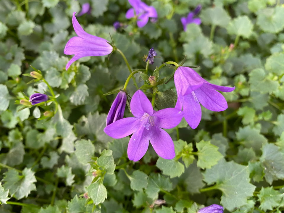 Blüte des Monats